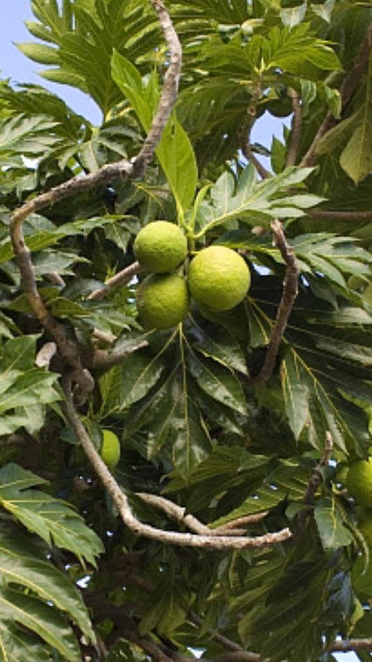 Bread Fruit Leaves