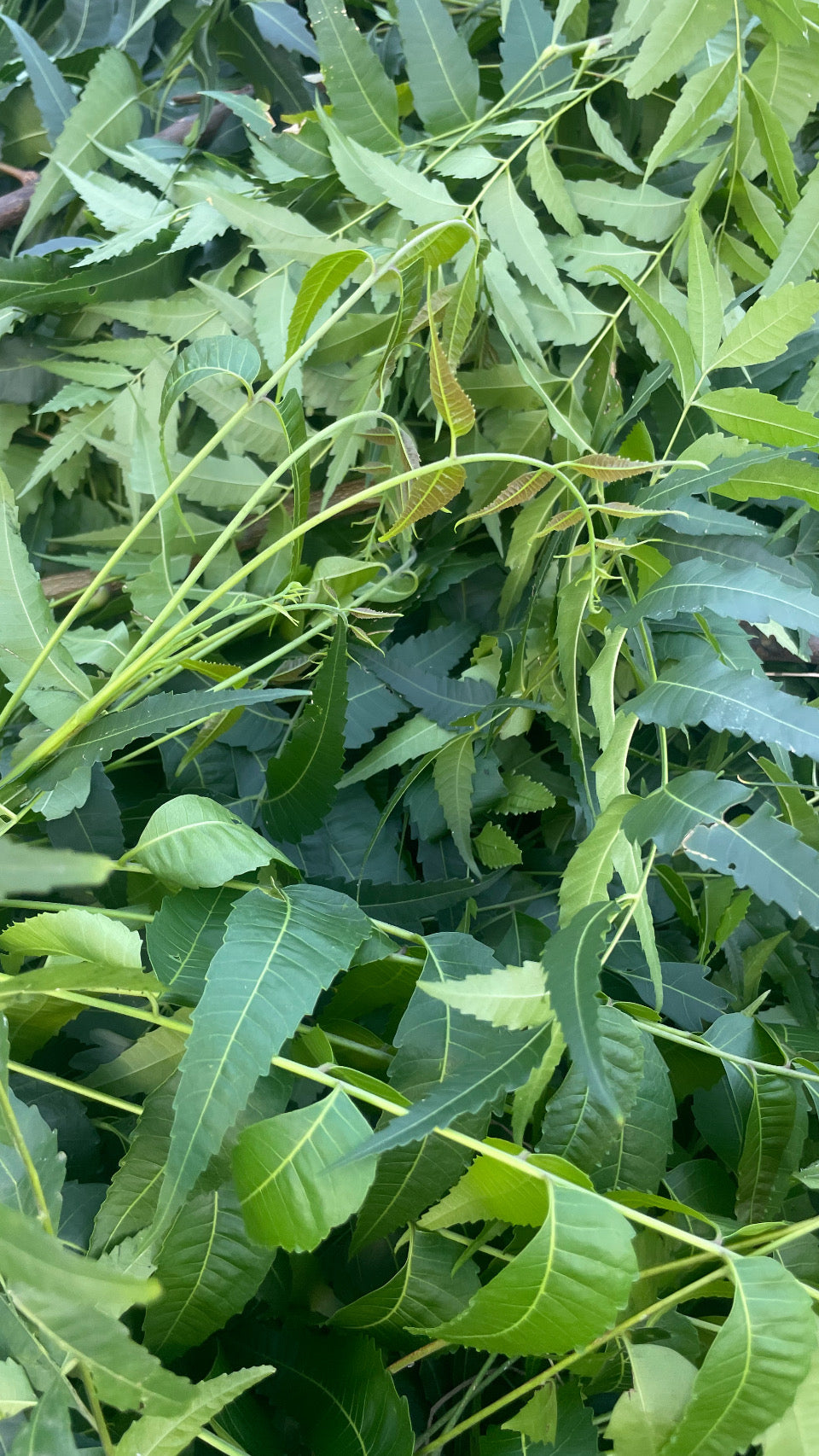 Organic Neem Leaves