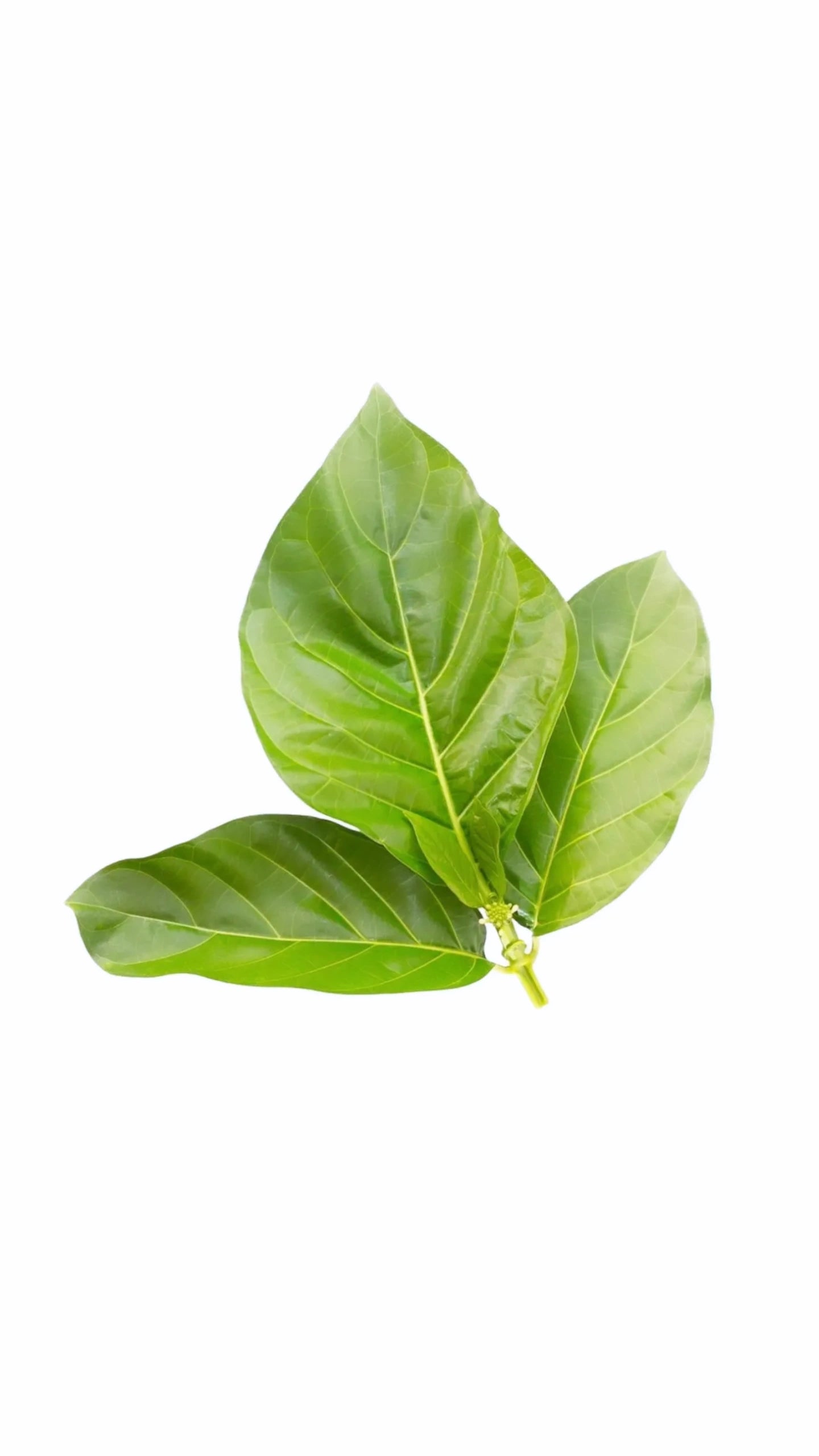 Noni Leaves